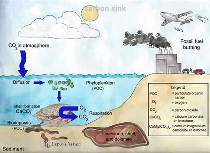 carbon sink